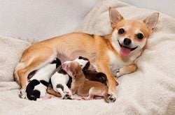 Whelping pads or BioMat Mini: which is best for your pregnant dog?